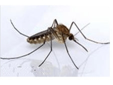 安徽蚊蝇防治