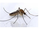 安徽蚊蝇防治